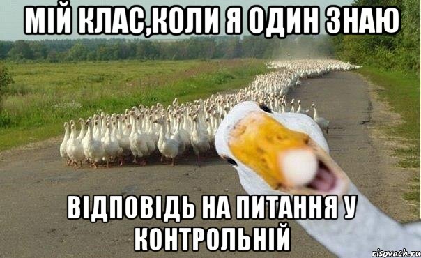 мій клас,коли я один знаю відповідь на питання у контрольній, Мем гуси