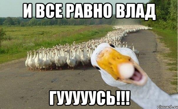 и все равно влад гууууусь!!!, Мем гуси