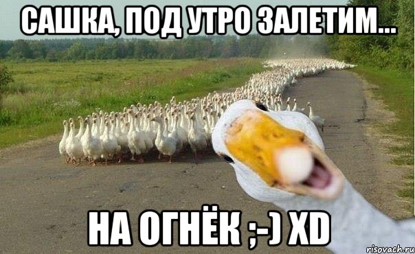 сашка, под утро залетим... на огнёк ;-) xd, Мем гуси