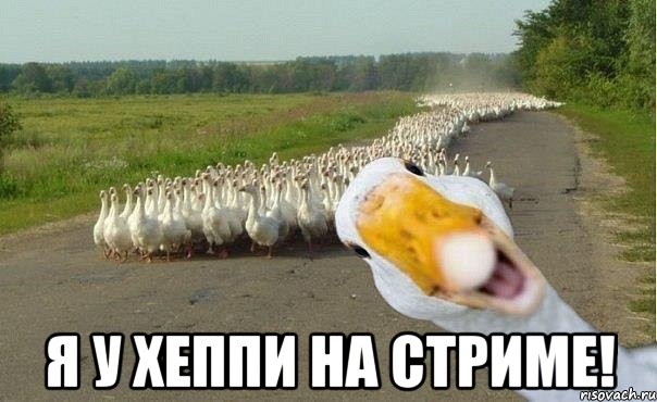  я у хеппи на стриме!, Мем гуси