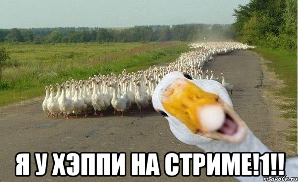  я у хэппи на стриме!1!!, Мем гуси