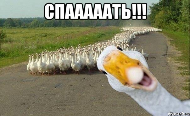 спааааать!!! , Мем гуси