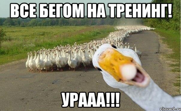 все бегом на тренинг! урааа!!!, Мем гуси