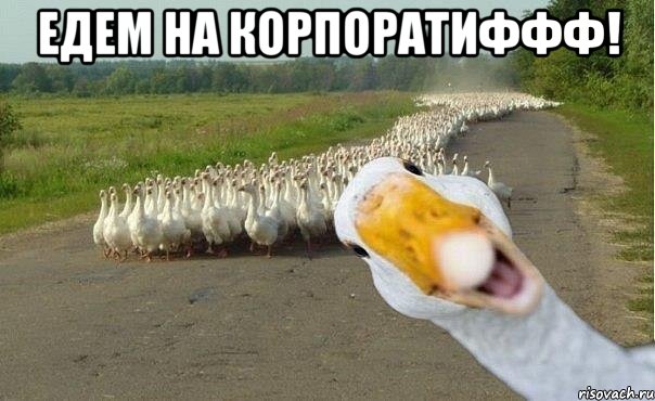 едем на корпоратиффф! , Мем гуси