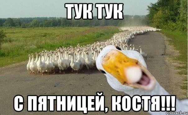 тук тук с пятницей, костя!!!, Мем гуси