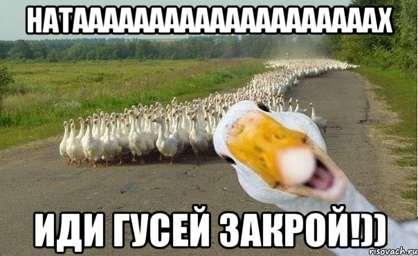 Натаааааааааааааааааааах иди гусей закрой!))