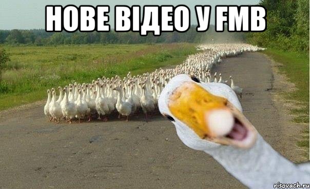 нове відео у FMB , Мем гуси