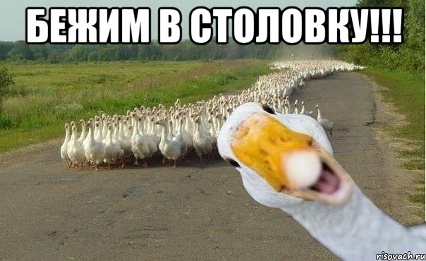 БЕЖИМ В СТОЛОВКУ!!! , Мем гуси