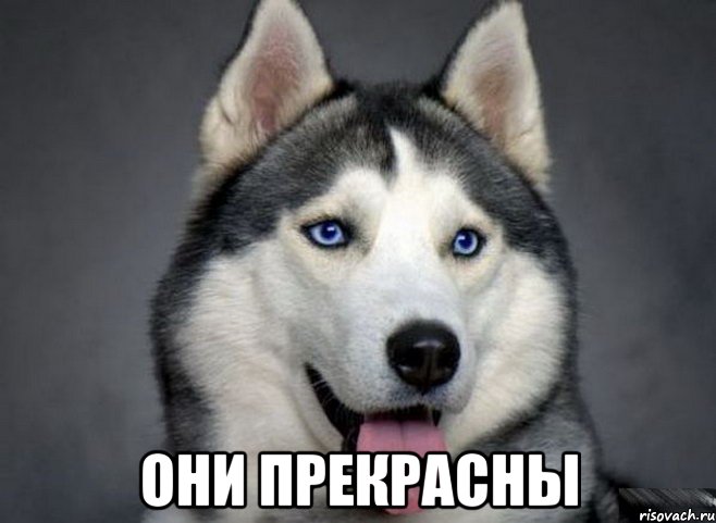  они прекрасны, Мем Хаски охуенны