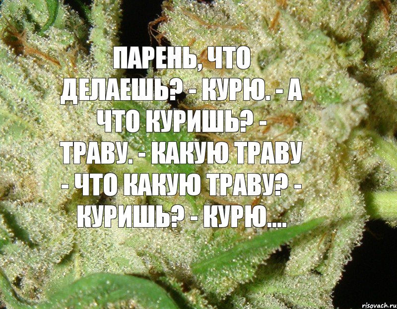 Парень, что делаешь? - Курю. - А что куришь? - Траву. - Какую траву - Что какую траву? - Куришь? - Курю...., Комикс hbjbhjh