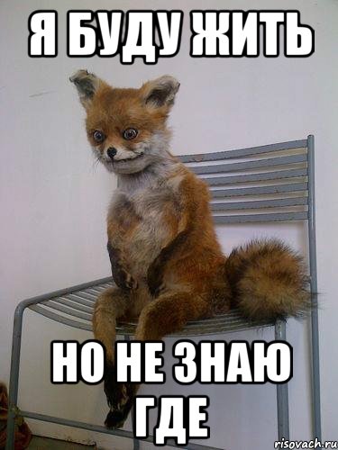 я буду жить но не знаю где, Мем Упоротая лиса
