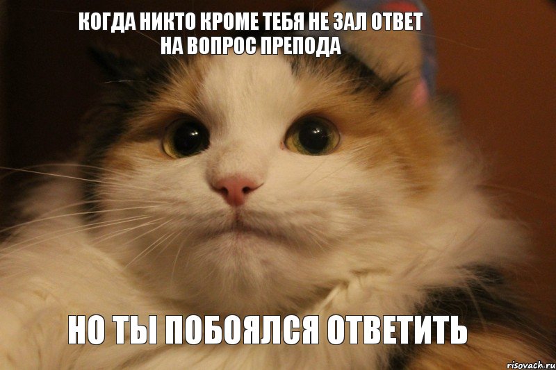 когда никто кроме тебя не зал ответ на вопрос препода но ты побоялся ответить, Мем Кот в колпаке