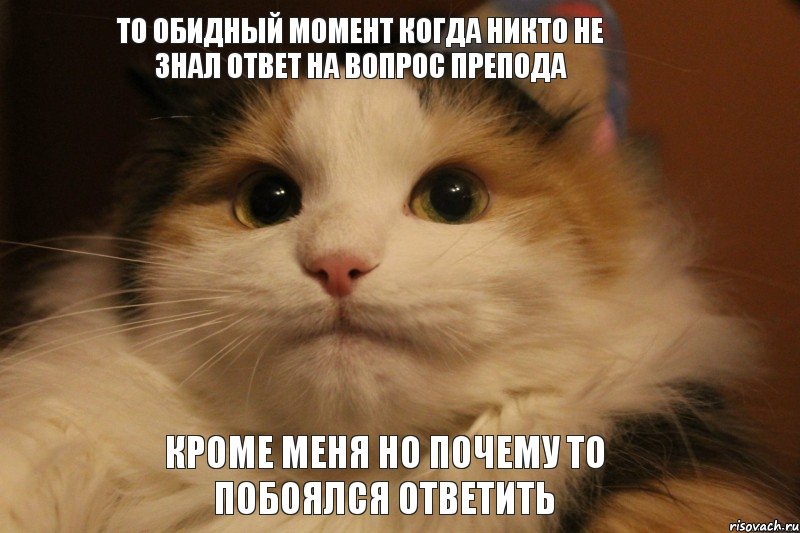 то обидный момент когда никто не знал ответ на вопрос препода кроме меня но почему то побоялся ответить, Мем Кот в колпаке