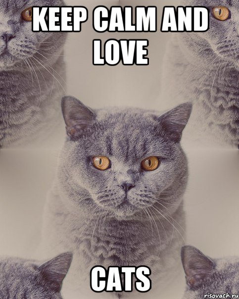 keep calm and love cats