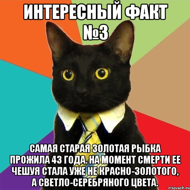 Интересный факт №3 Самая старая золотая рыбка прожила 43 года. На момент смерти ее чешуя стала уже не красно-золотого, а светло-серебряного цвета., Мем  Кошечка