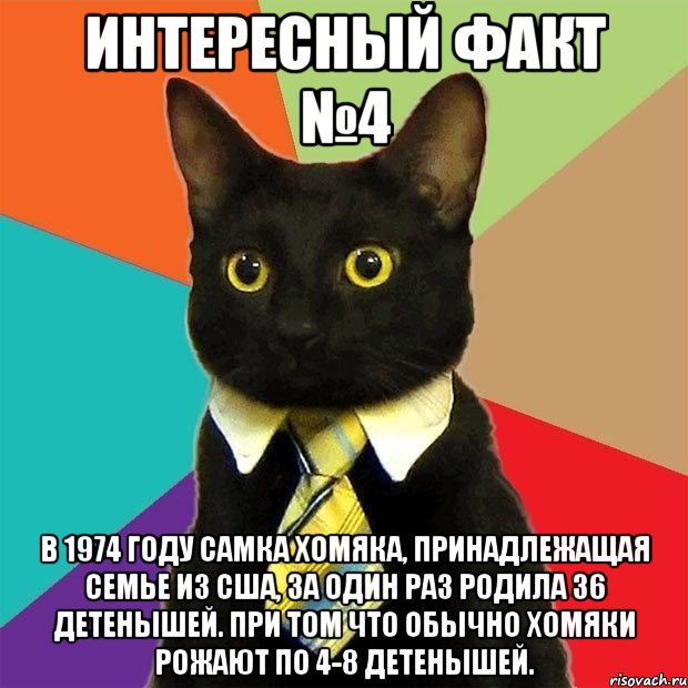 Интересный факт №4 В 1974 году самка хомяка, принадлежащая семье из США, за один раз родила 36 детенышей. При том что обычно хомяки рожают по 4-8 детенышей., Мем  Кошечка