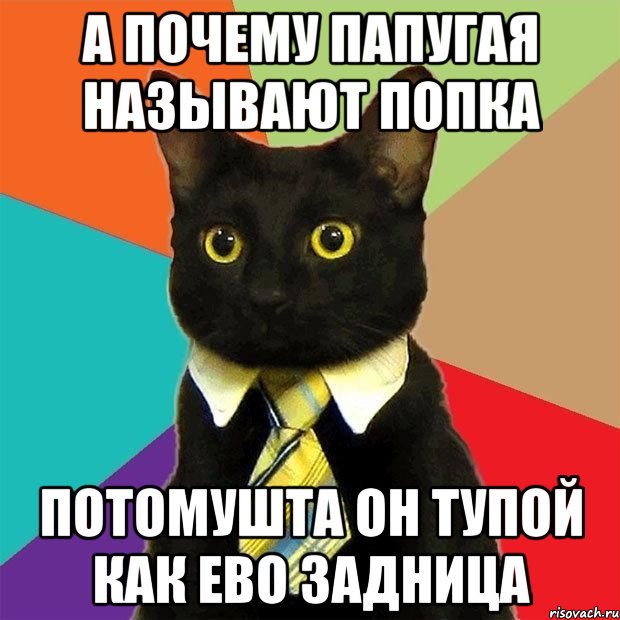 а почему папугая называют попка потомушта он тупой как ево задница, Мем  Кошечка