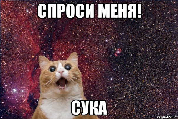 спроси меня! сука, Мем кот космос