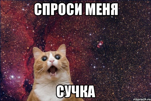 спроси меня сучка, Мем кот космос