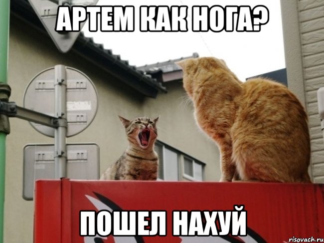 артем как нога? пошел нахуй, Мем кот