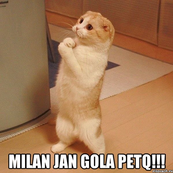  milan jan gola petq!!!, Мем  котэ молится