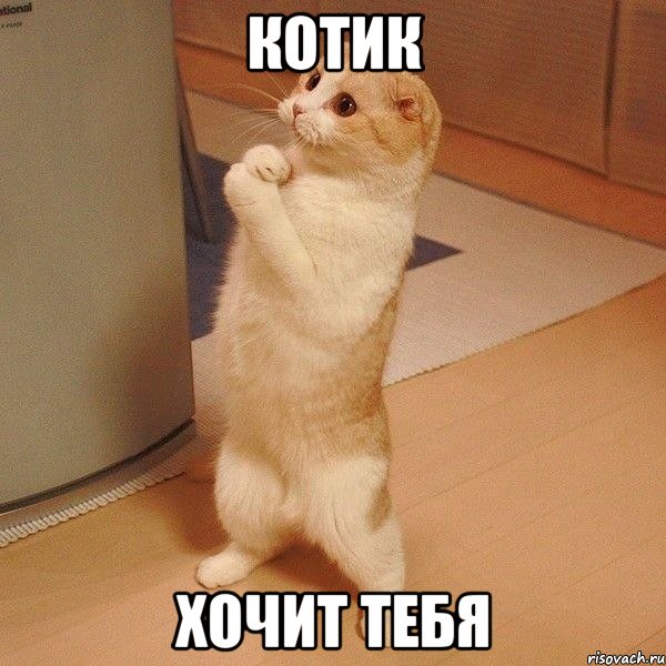 котик хочит тебя, Мем  котэ молится