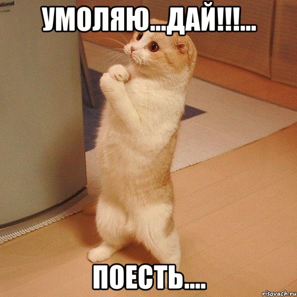 умоляю...дай!!!... поесть...., Мем  котэ молится