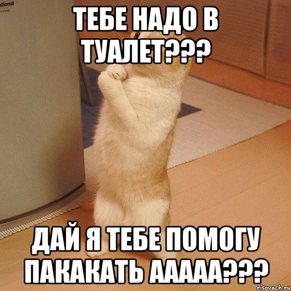 тебе надо в туалет??? дай я тебе помогу пакакать ааааа???, Мем  котэ молится