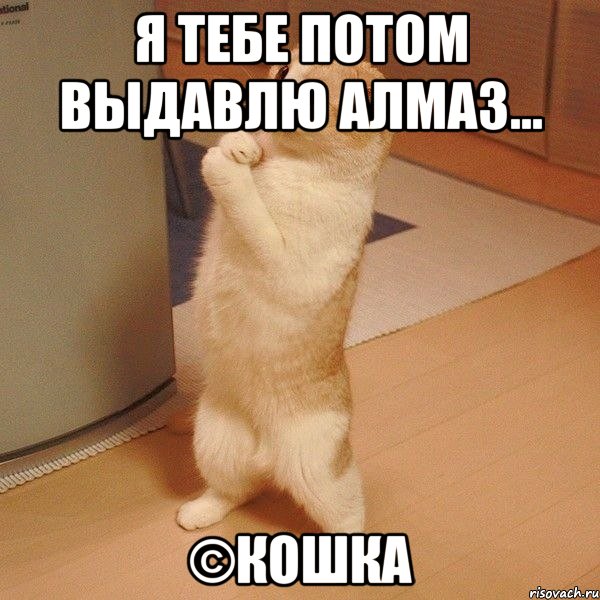 я тебе потом выдавлю алмаз... ©кошка, Мем  котэ молится