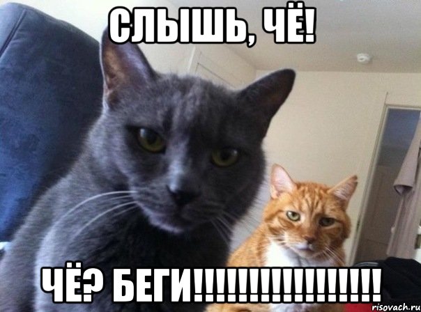 слышь, чё! ЧЁ? БЕГИ!!!!!!!!!!!!!!!!!, Мем  Два котэ