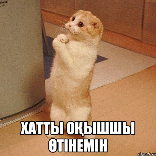  Хатты ОҚышшы Өтінемін, Мем  котэ молится