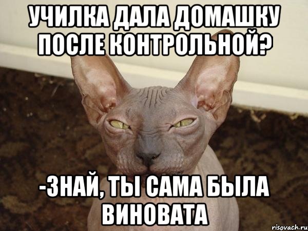 училка дала домашку после контрольной? -знай, ты сама была виновата, Мем  Злой котик