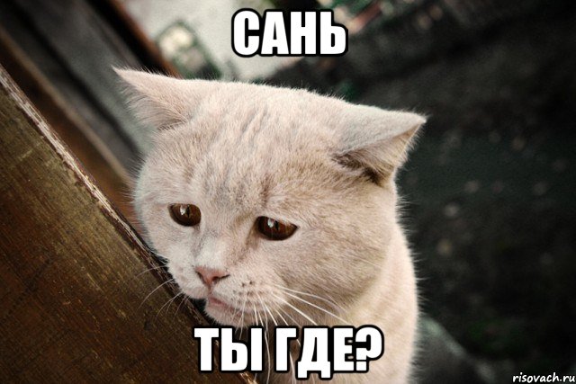 сань ты где?