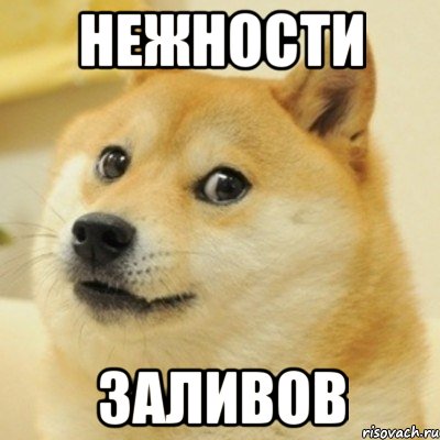 Нежности Заливов, Мем doge woof