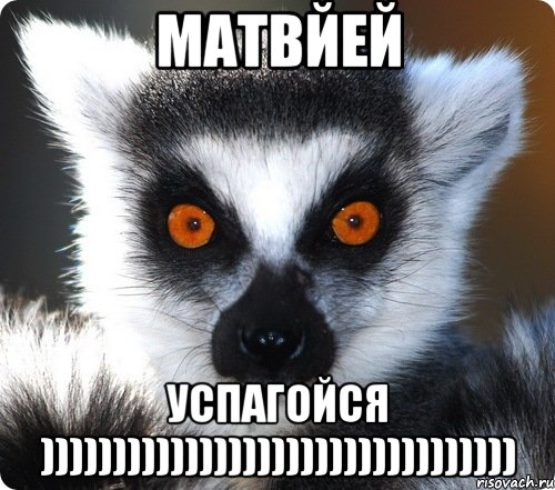 матвйей успагойся ))))))))))))))))))))))))))))))))), Мем лемур