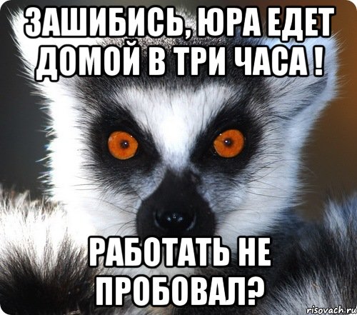 зашибись, юра едет домой в три часа ! работать не пробовал?, Мем лемур