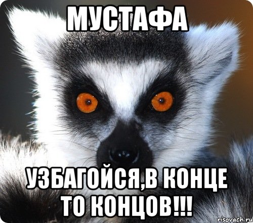 мустафа узбагойся,в конце то концов!!!, Мем лемур