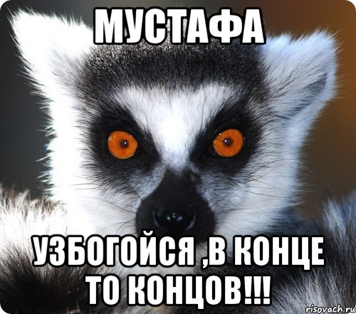 мустафа узбогойся ,в конце то концов!!!, Мем лемур