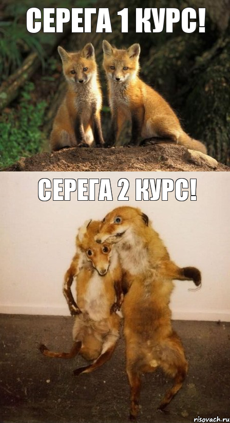 Серега 1 курс! Серега 2 курс!