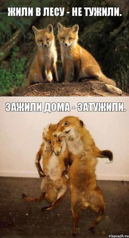 жили в лесу - не тужили. зажили дома - затужили.