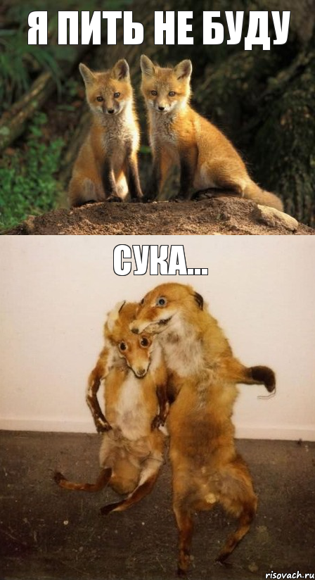 Я пить не буду Сука...
