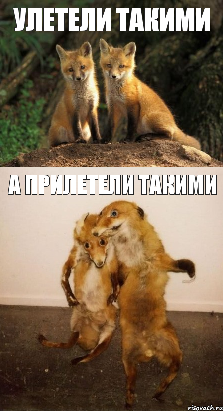 улетели такими а прилетели такими