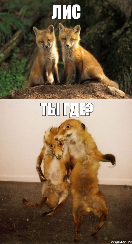 ЛИС ТЫ ГДЕ?