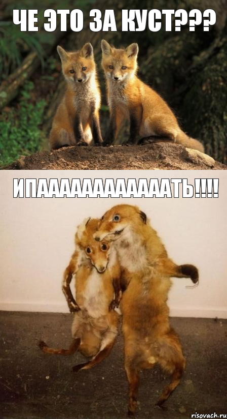 Че это за куст??? ИПААААААААААААТЬ!!!!