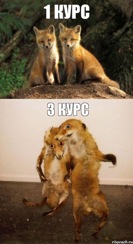 1 курс 3 курс