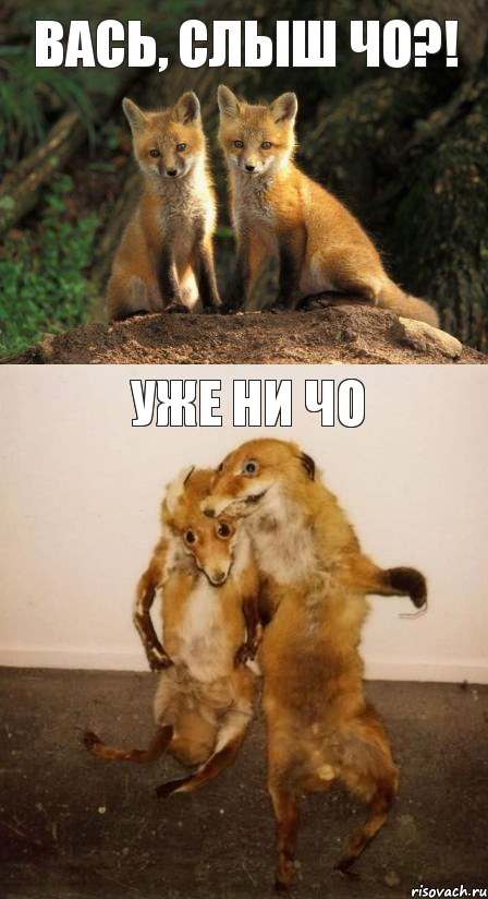 Вась, слыш чо?! уже ни чо