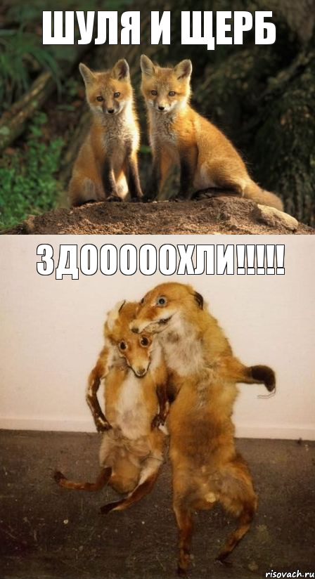 Шуля и Щерб Здооооохли!!!!!