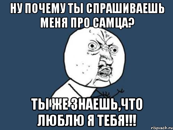 Ну почему ты спрашиваешь меня про самца? Ты же знаешь,что люблю я тебя!!!, Мем Ну почему