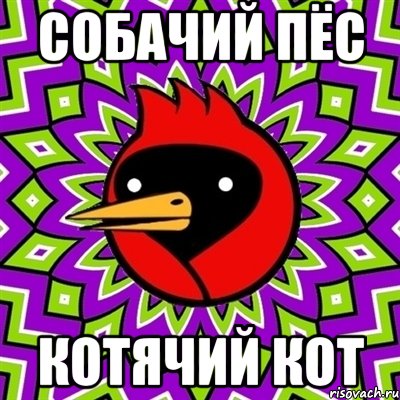 собачий пёс котячий кот, Мем Омская птица