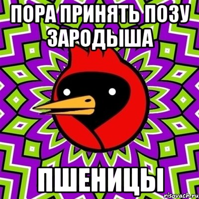 пора принять позу зародыша ПШЕНИЦЫ, Мем Омская птица